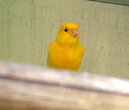 “Carbon monoxide (CO) is the most common cause of poisoning-related death,” write Rabinowitz and Conti.: “Because the gas has no warning odor or color and the symptoms are often subtle and nonspecific…. CO is an example of a toxicant for which companion animals could provide early of human exposure risk.”  Seen here is a domestic canary, of the type historically used to detect gas in coal mines. Animals as “sentinels” of environmental health hazards are presented in The Yale Human Animal Medicine Project Canary Database available at http://www.canarydatabase.org. Photograph courtesy of Wikipedia.